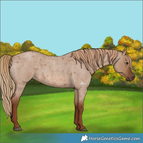 Horse Color:Red Dun Roan 