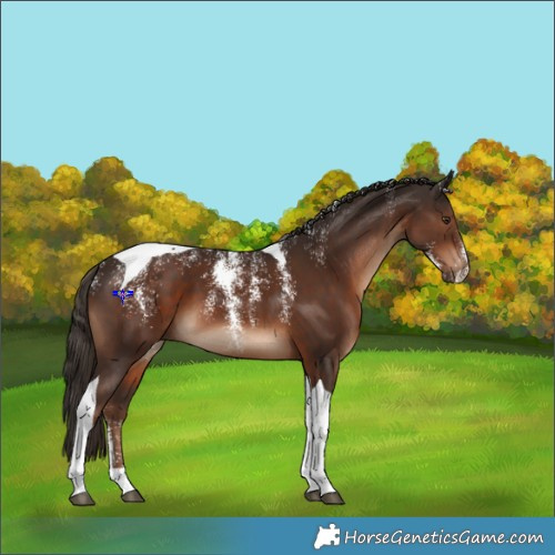 Horse Color:Powder White Liver Chestnut Tobiano 