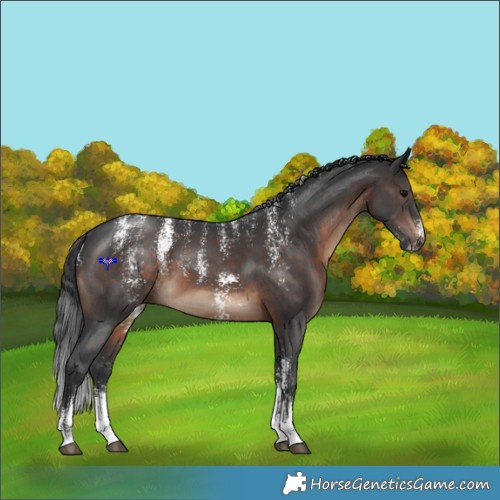 Horse Color:Powder White Brown Sabino 
