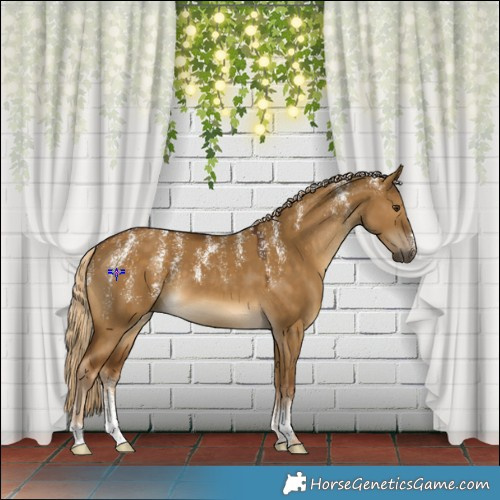 Horse Color:Powder White Chocolate Palomino Dun 