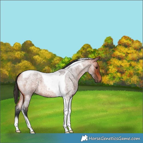 Horse Color:Bay Roan Tobiano 