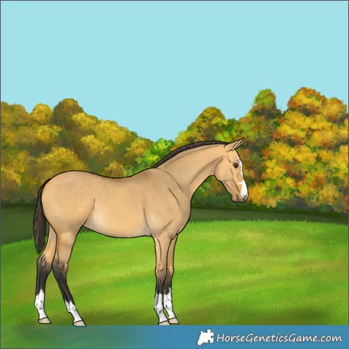Horse Color:Buckskin Dun 
