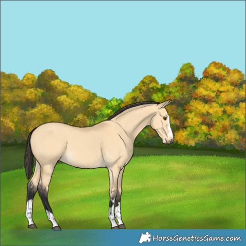 Horse Color:Buckskin Dun