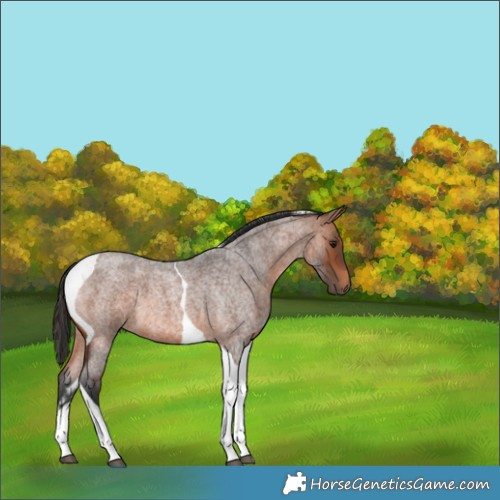 Horse Color:Bay Roan Tobiano