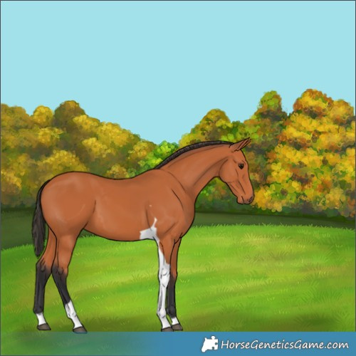 Horse Color:Bay Tobiano