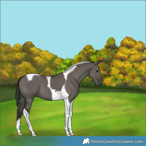 Horse Color:Grullo Tobiano