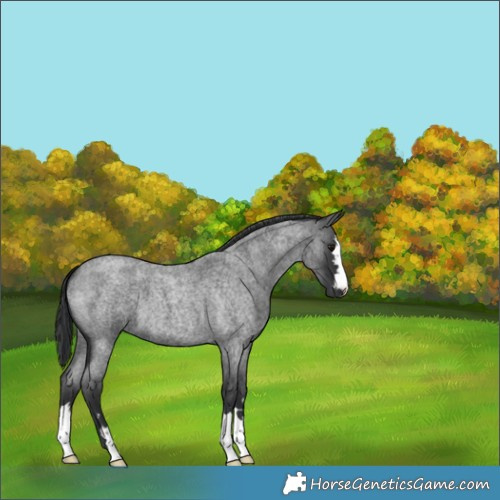 Horse Color:Blue Roan