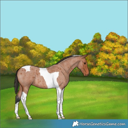 Horse Color:Bay Roan Tobiano 
