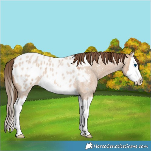 Horse Color:Bay Roan Dun Splash Appaloosa 