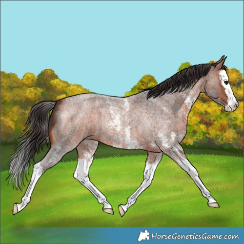 Horse Color:Bay Roan Sabino Splash 