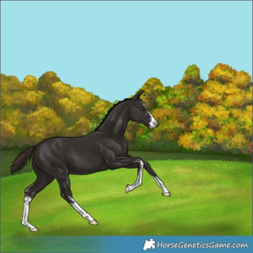 Horse Color:Liver Chestnut Sabino 
