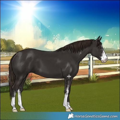 Horse Color:Liver Chestnut Sabino 