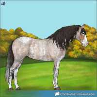 Horse Color:Blue Roan Sabino Splash Appaloosa  and Bay Roan Sabino Splash Appaloosa 