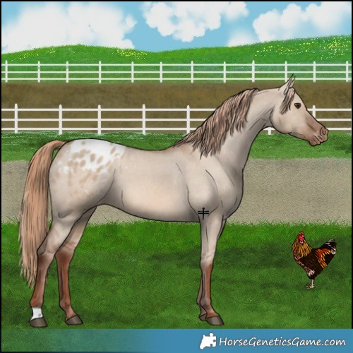 Horse Color:Red Dun Appaloosa 