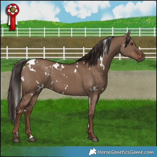 Horse Color:White Spotted Liver Red Dun 