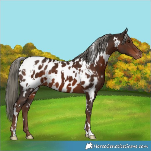 Horse Color:White Spotted Liver Chestnut Mushroom Near Leopard 