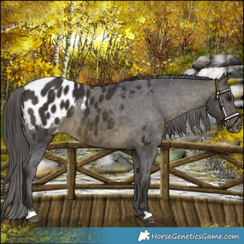Horse Color:Buckskin Appaloosa 