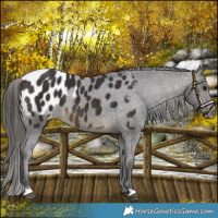 Horse Color:Buckskin Blanket 
