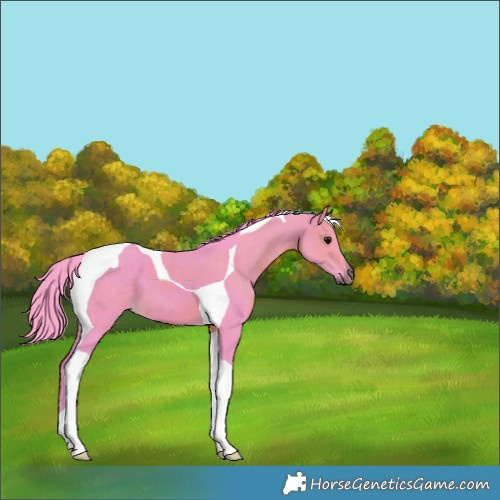 Horse Color:Watercolor Brown Dun Tobiano 
