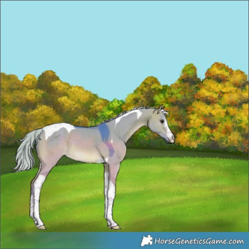 Horse Color:Watercolor White Spotted Silver Bay Dun Tobiano 