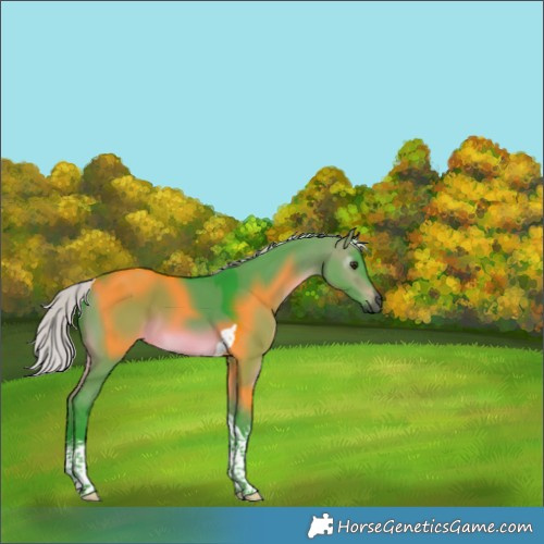 Horse Color:Gray Watercolor White Spotted Silver Brown Dun Tobiano 