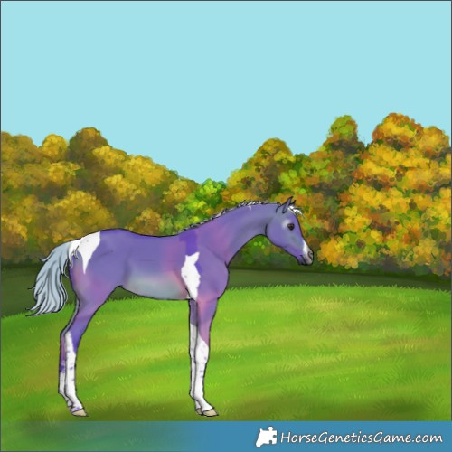 Horse Color:Gray Watercolor White Spotted Silver Brown Dun Tobiano 