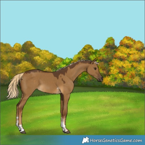 Horse Color:Chocolate Palomino Dun Sabino 