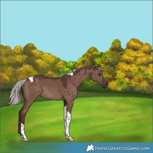 Horse Color:Chocolate Silver Brown Dun Tobiano 