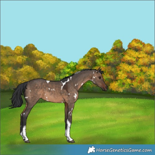 Horse Color:White Spotted Brown Dun Tobiano 