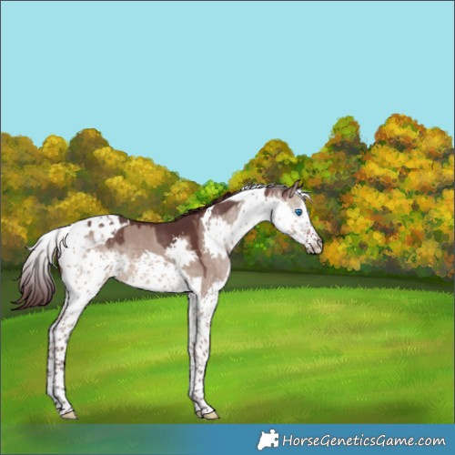 Horse Color:Chocolate Brown Dun Splash Tobiano 