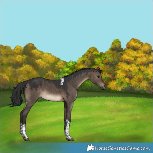 Horse Color:Brown Dun Sabino Tobiano 