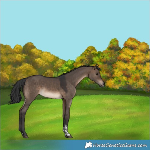 Horse Color:Brown Dun Tobiano 