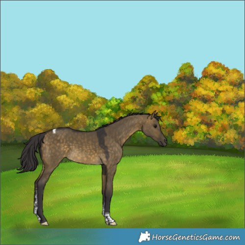 Horse Color:Buckskin Dun Sabino Tobiano Rabicano 