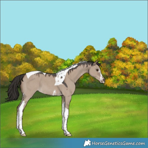 Horse Color:Liver Red Dun Sabino Tobiano 