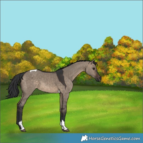 Horse Color:Brown Dun Tobiano 