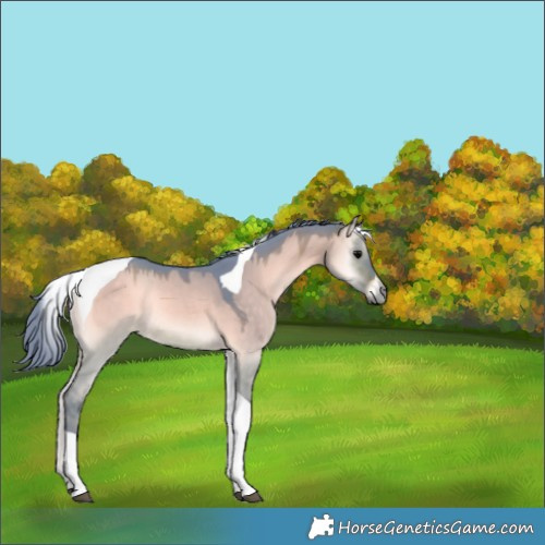 Horse Color:Watercolor Bay Onyx Tobiano 