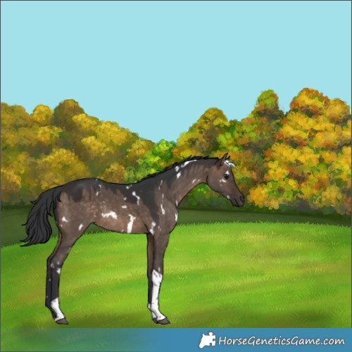 Horse Color:White Spotted Bay Dun Tobiano Rabicano 