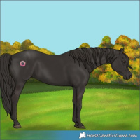 Horse Color:Liver Chestnut 