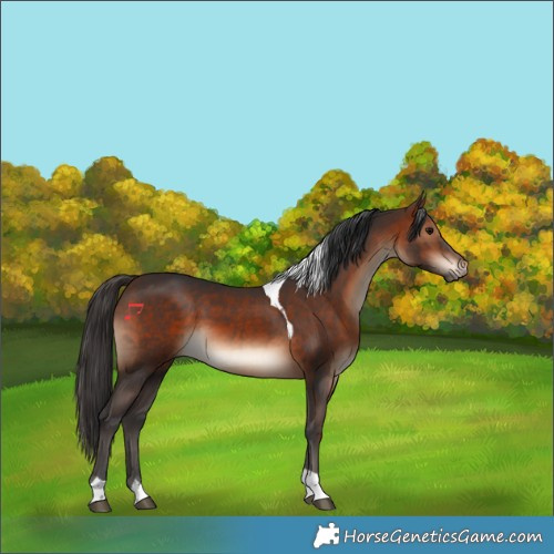 Horse Color:Bay Tobiano 