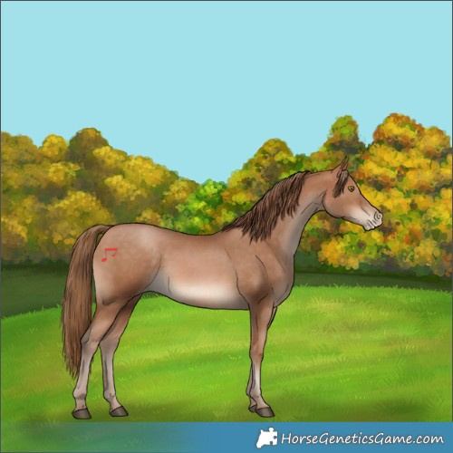 Horse Color:Bay Pearl 