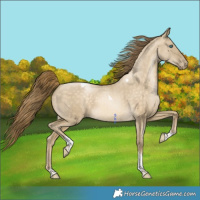 Horse Color:Buckskin Pearl Dun Tobiano 