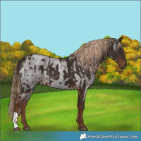 Horse Color:Liver Chestnut  and Liver Red Roan 