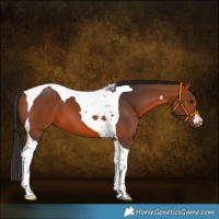 Horse Color:Bay Tobiano 