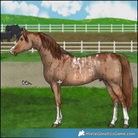 Horse Color:Powder White Red Dun Brindle 