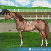 Horse Color:Powder White Red Dun Brindle