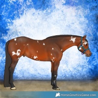 Horse Color:White Spotted Bay 
