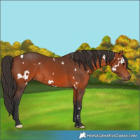 Horse Color:White Spotted Bay