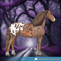 Horse Color:Chestnut Appaloosa