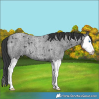 Horse Color:Blue Roan Splash 