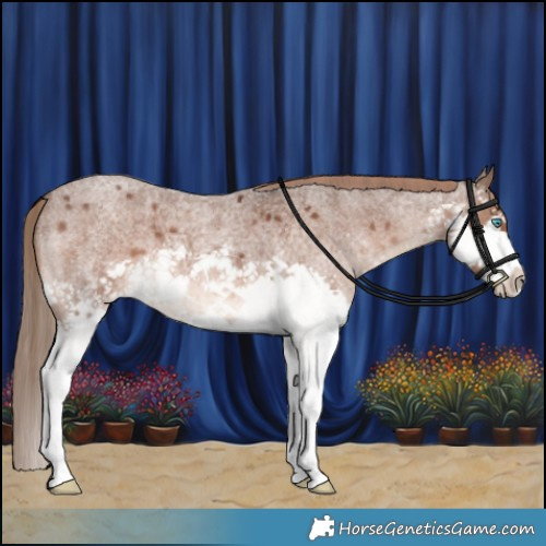 Horse Color:Liver Red Roan Splash